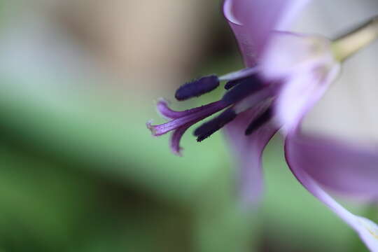 Image of Erythronium japonicum Decne.