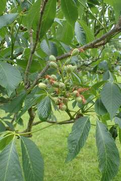 Imagem de Aesculus sylvatica W. Bartram