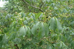 Sivun Aesculus sylvatica W. Bartram kuva