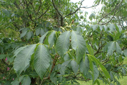 Imagem de Aesculus sylvatica W. Bartram