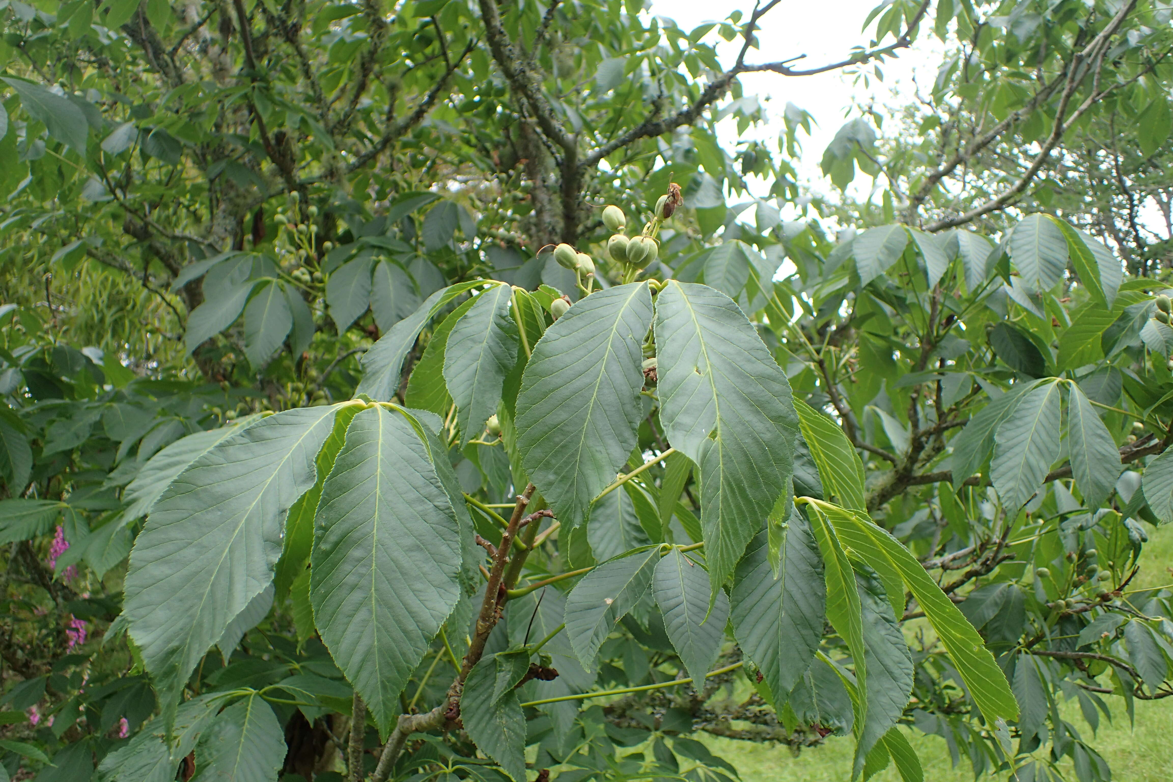 Sivun Aesculus sylvatica W. Bartram kuva