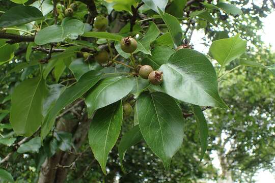 Pyrus ussuriensis Maxim. resmi