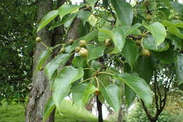 Plancia ëd Pyrus pyrifolia (Burm. fil.) Nakai