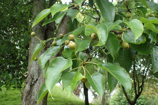 Plancia ëd Pyrus pyrifolia (Burm. fil.) Nakai