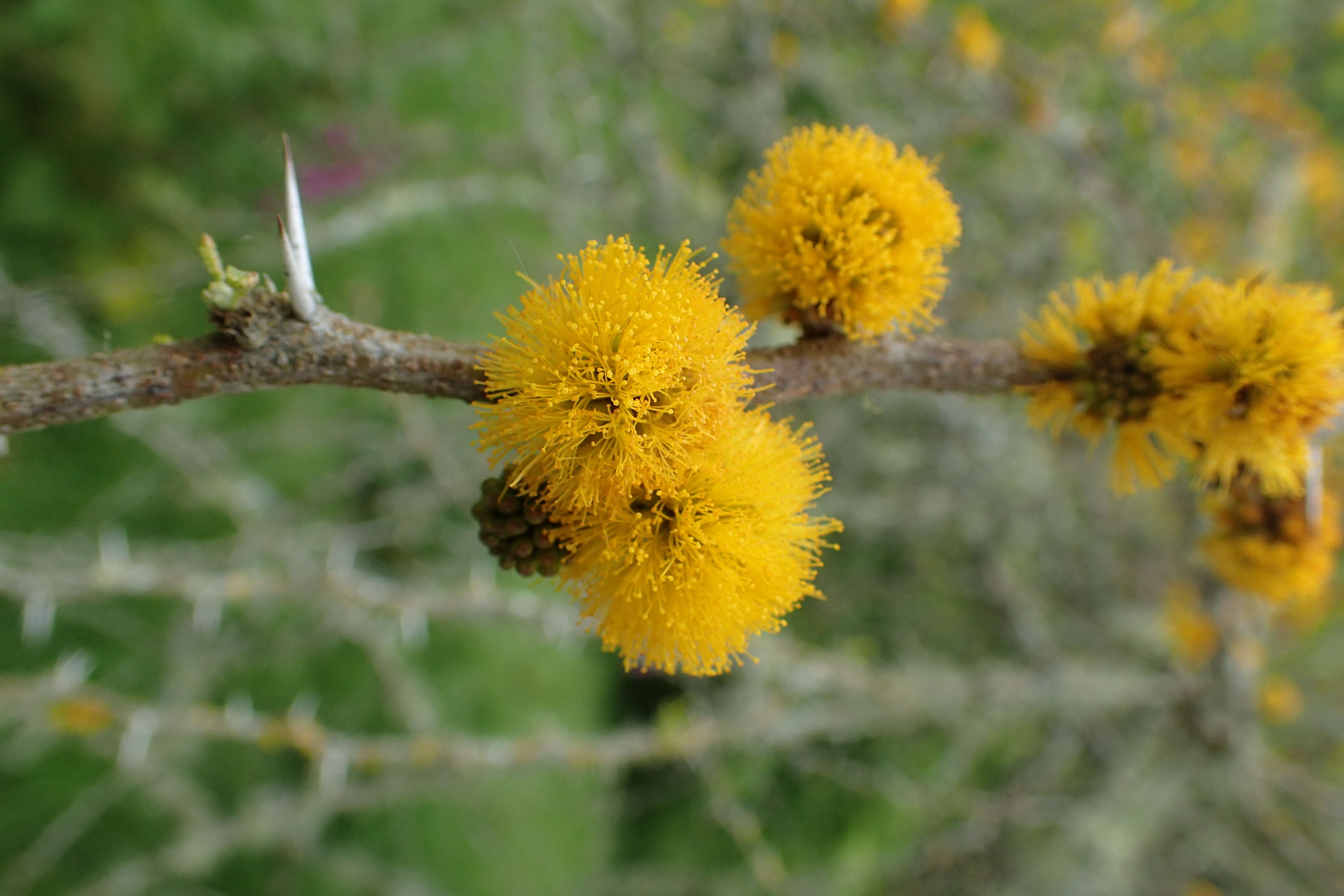 Plancia ëd Vachellia caven (Molina) Seigler & Ebinger