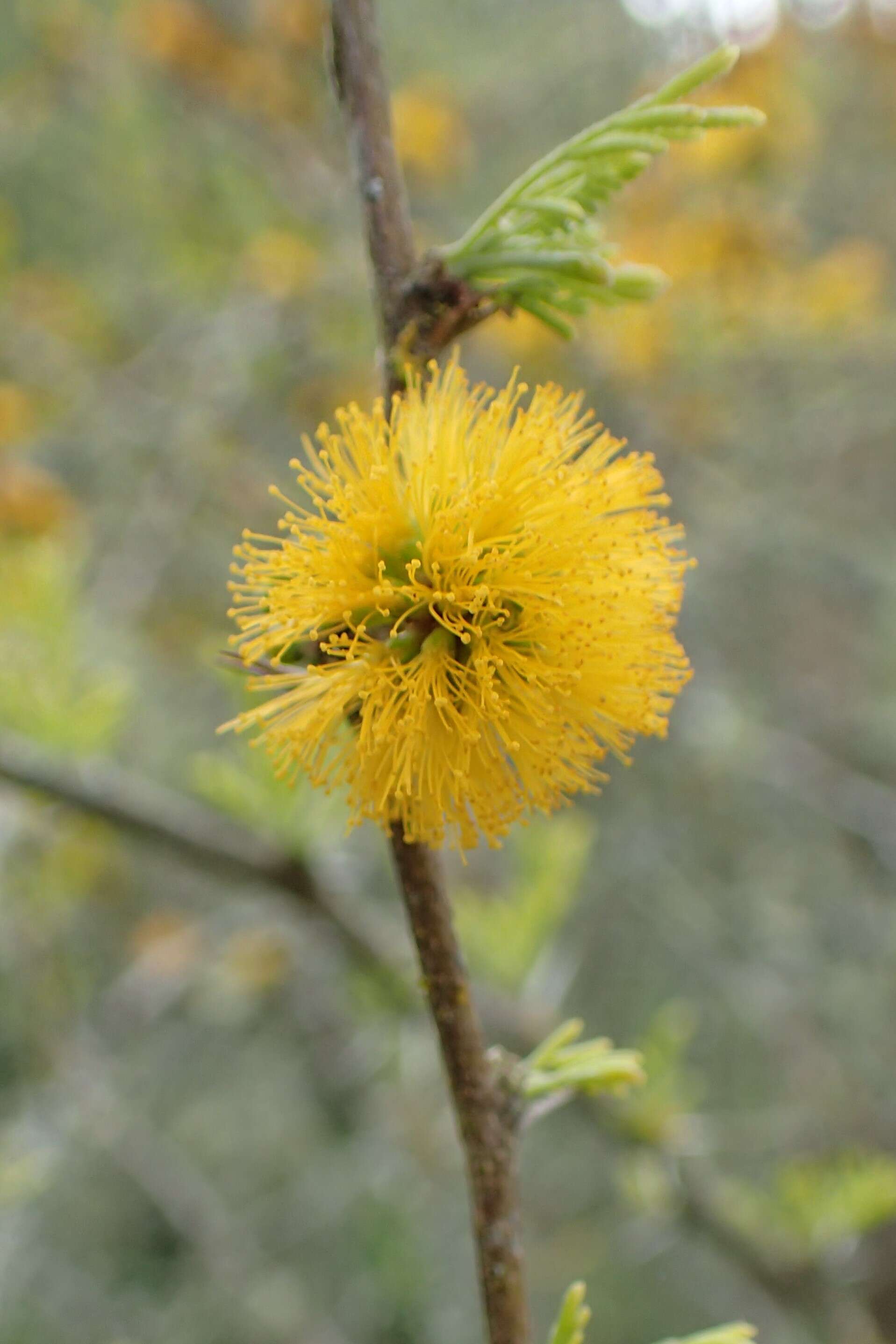 Plancia ëd Vachellia caven (Molina) Seigler & Ebinger