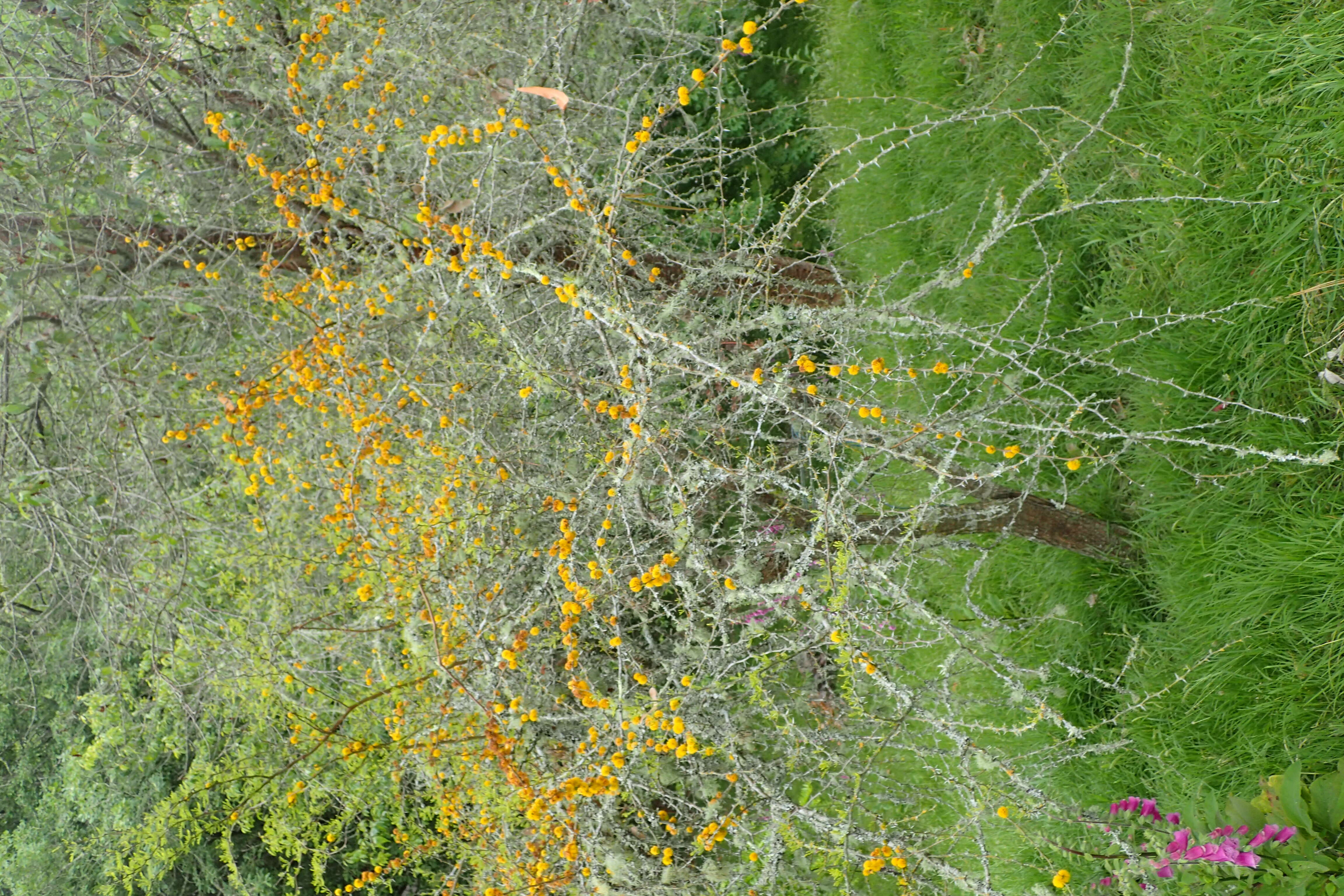 Plancia ëd Vachellia caven (Molina) Seigler & Ebinger