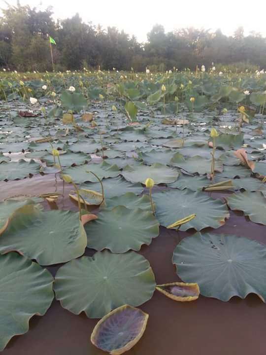 Image of sacred lotus