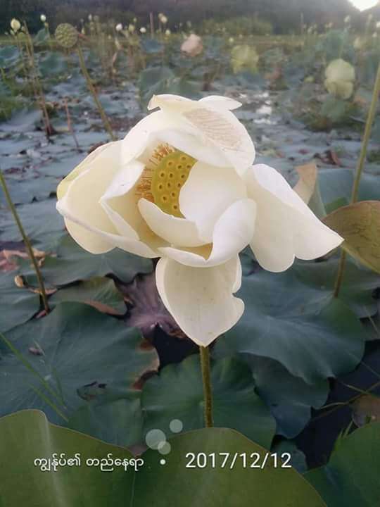 Image of sacred lotus