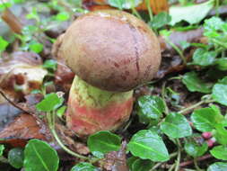 Image de Butyriboletus brunneus (Peck) D. Arora & J. L. Frank 2014