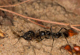 Image of Matabele ant