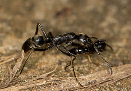 Image of Matabele ant