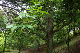 Image of Galcham oak