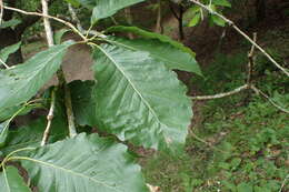 Image of Galcham oak