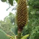 Image of Beaked magnolia