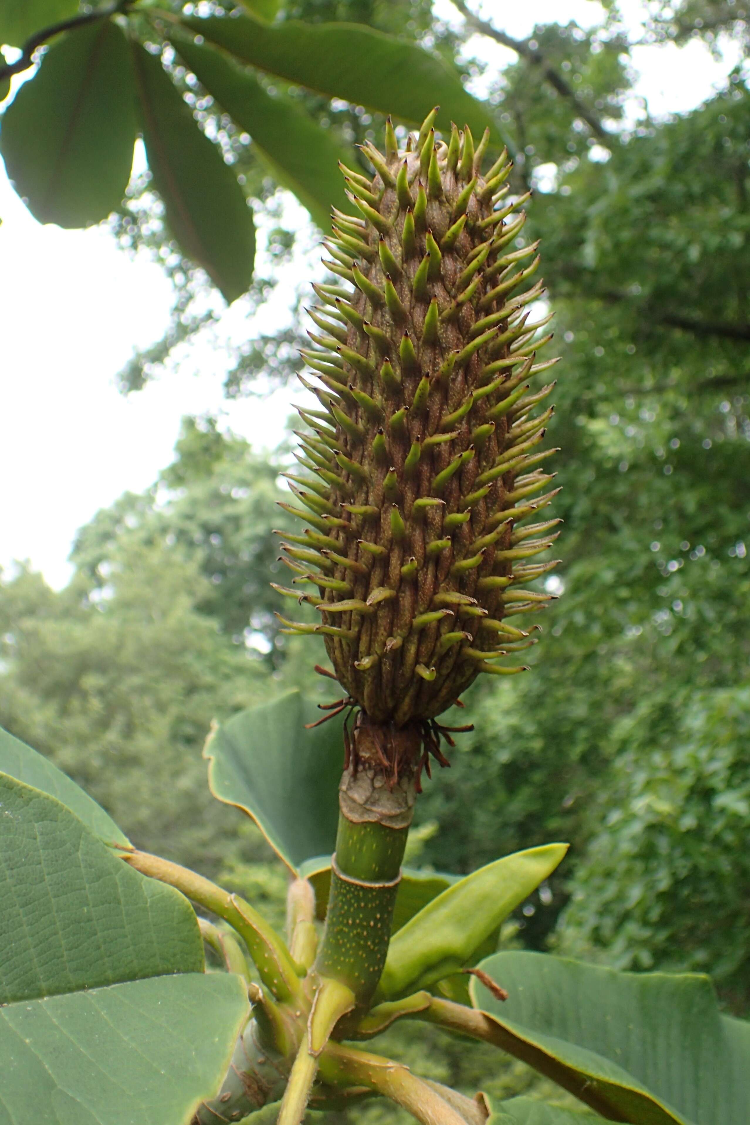 Imagem de Magnolia rostrata W. W. Sm.