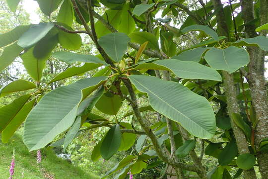 Image of Beaked magnolia