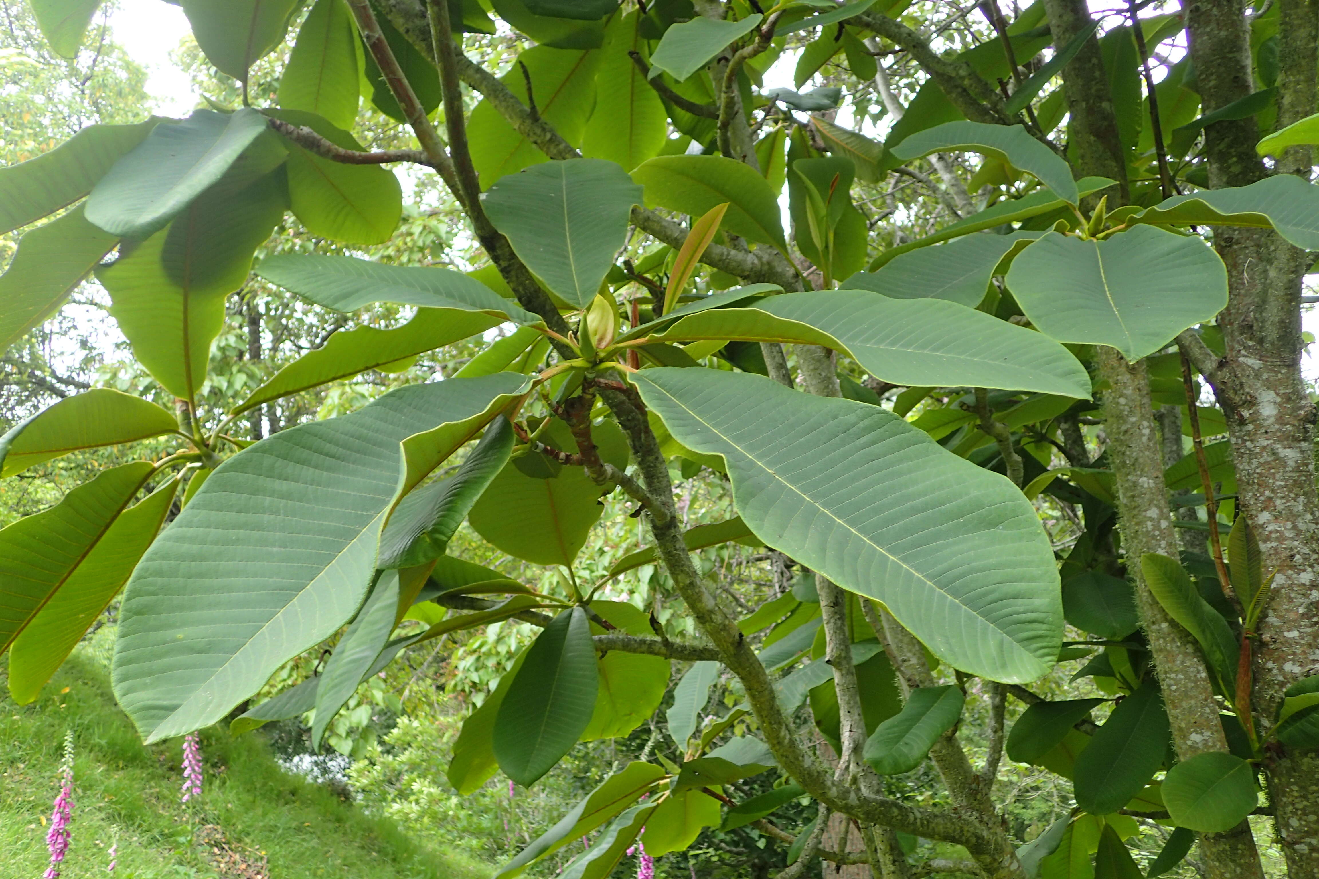 Image of Beaked magnolia