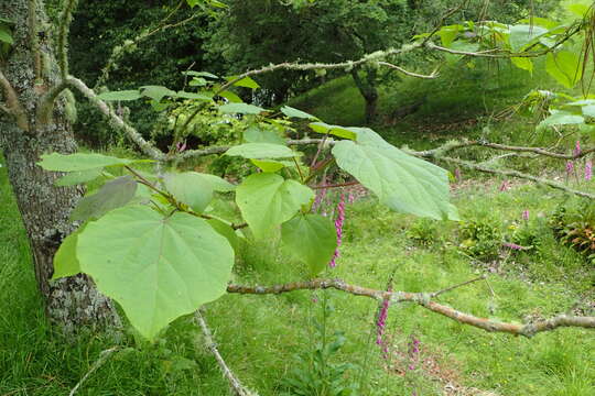 Image of Chinese catalpa