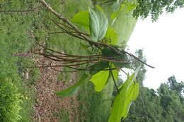 Image of Chinese catalpa