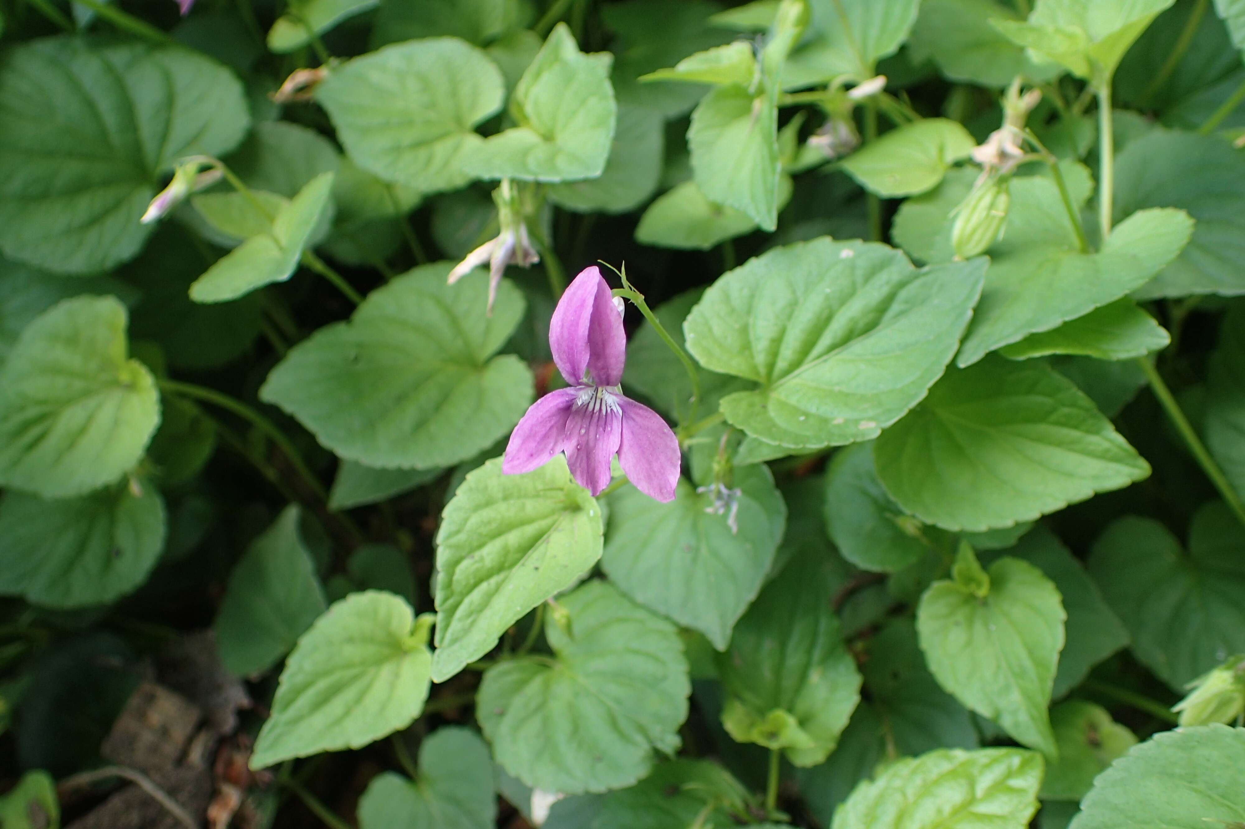 Image of Early Blue (Hook) Violet