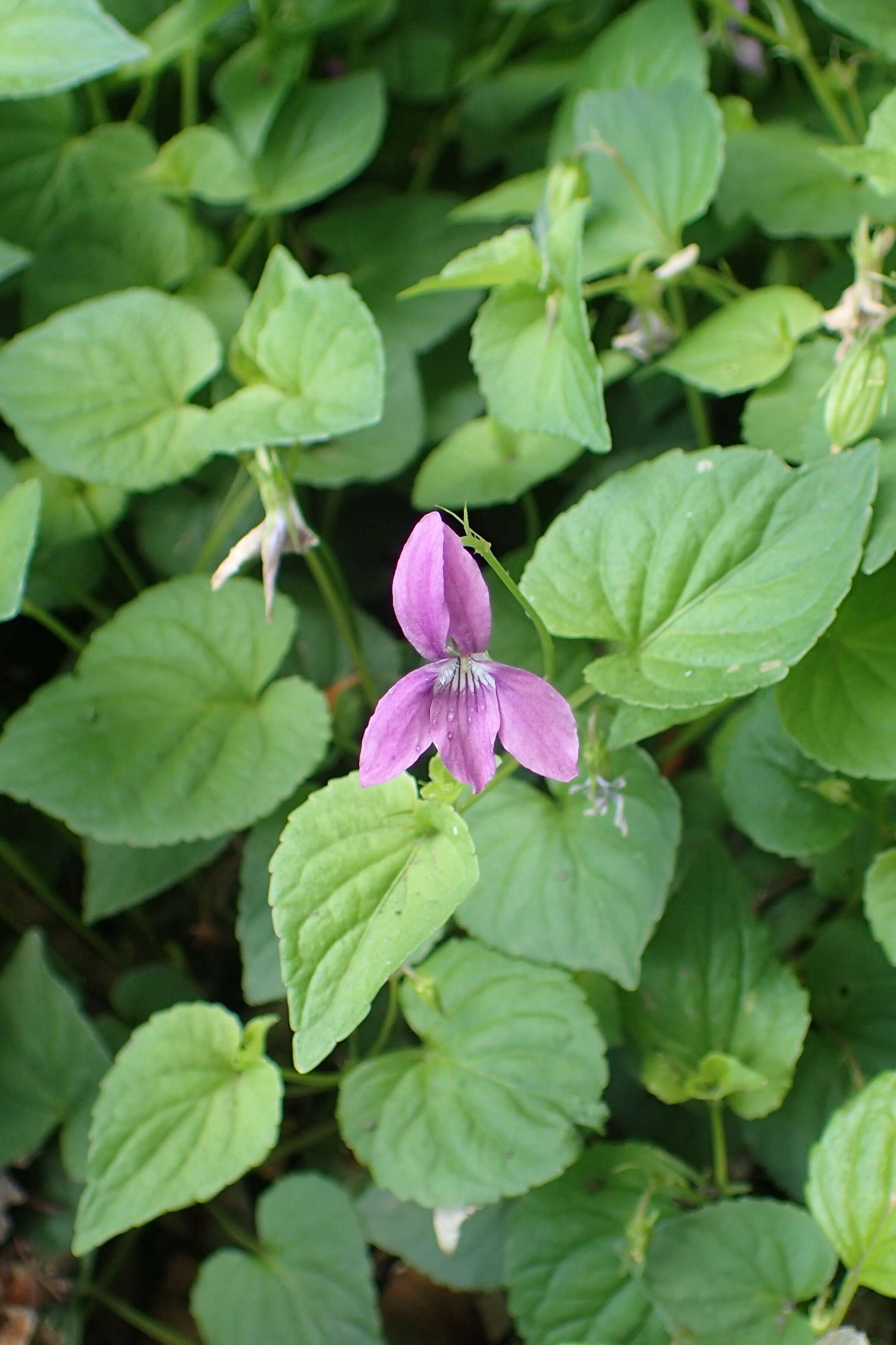 Image of Early Blue (Hook) Violet