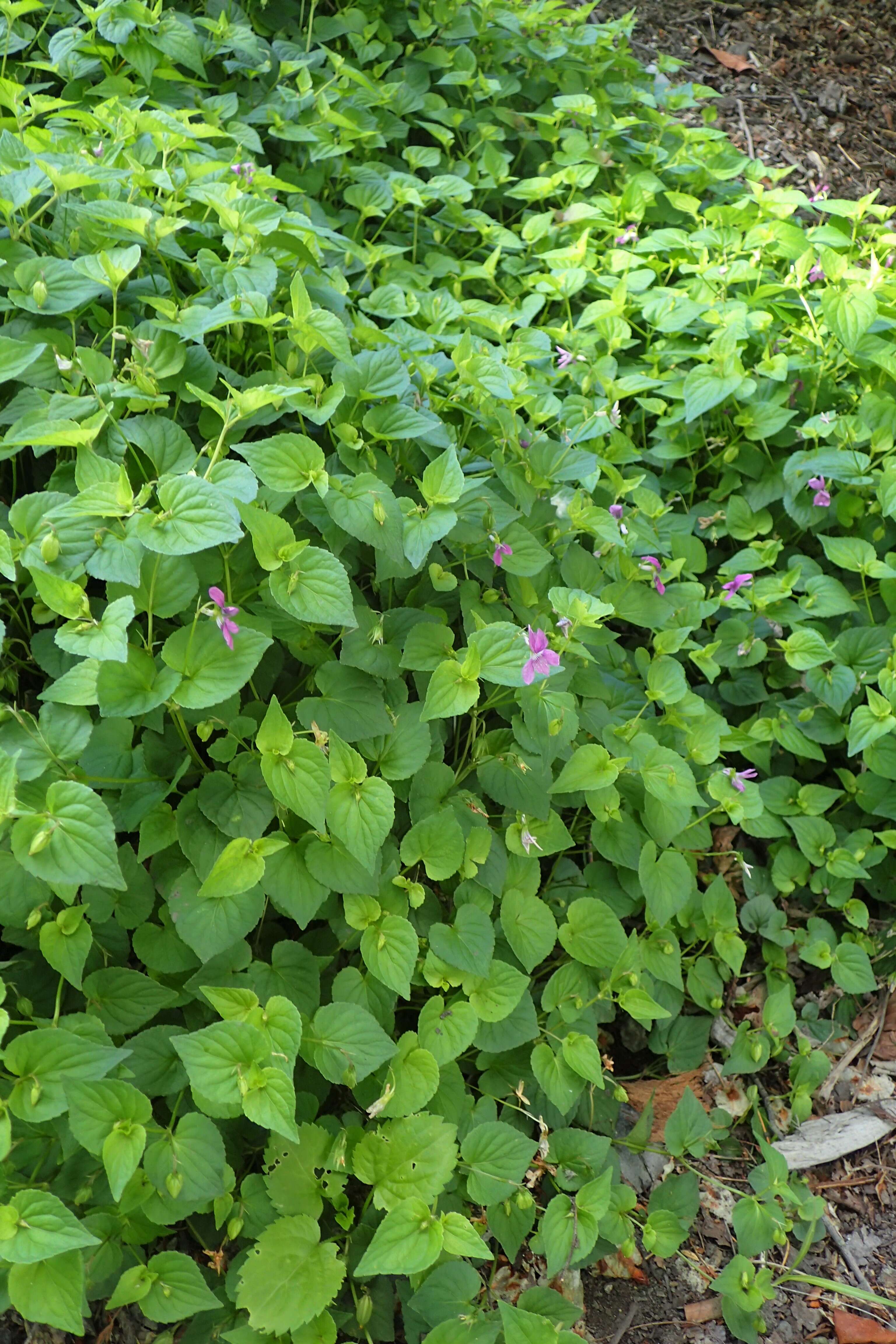 Image of Early Blue (Hook) Violet