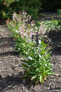 Image of Palmer's penstemon