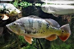 Image of Butterfly peacock bass