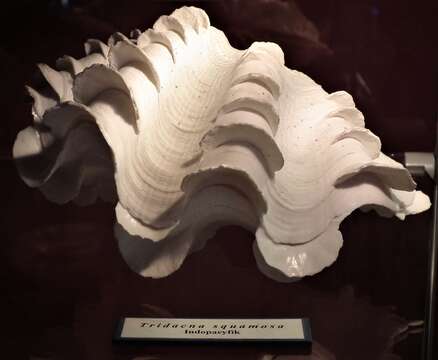 Image de Tridacna squamosa Lamarck 1819