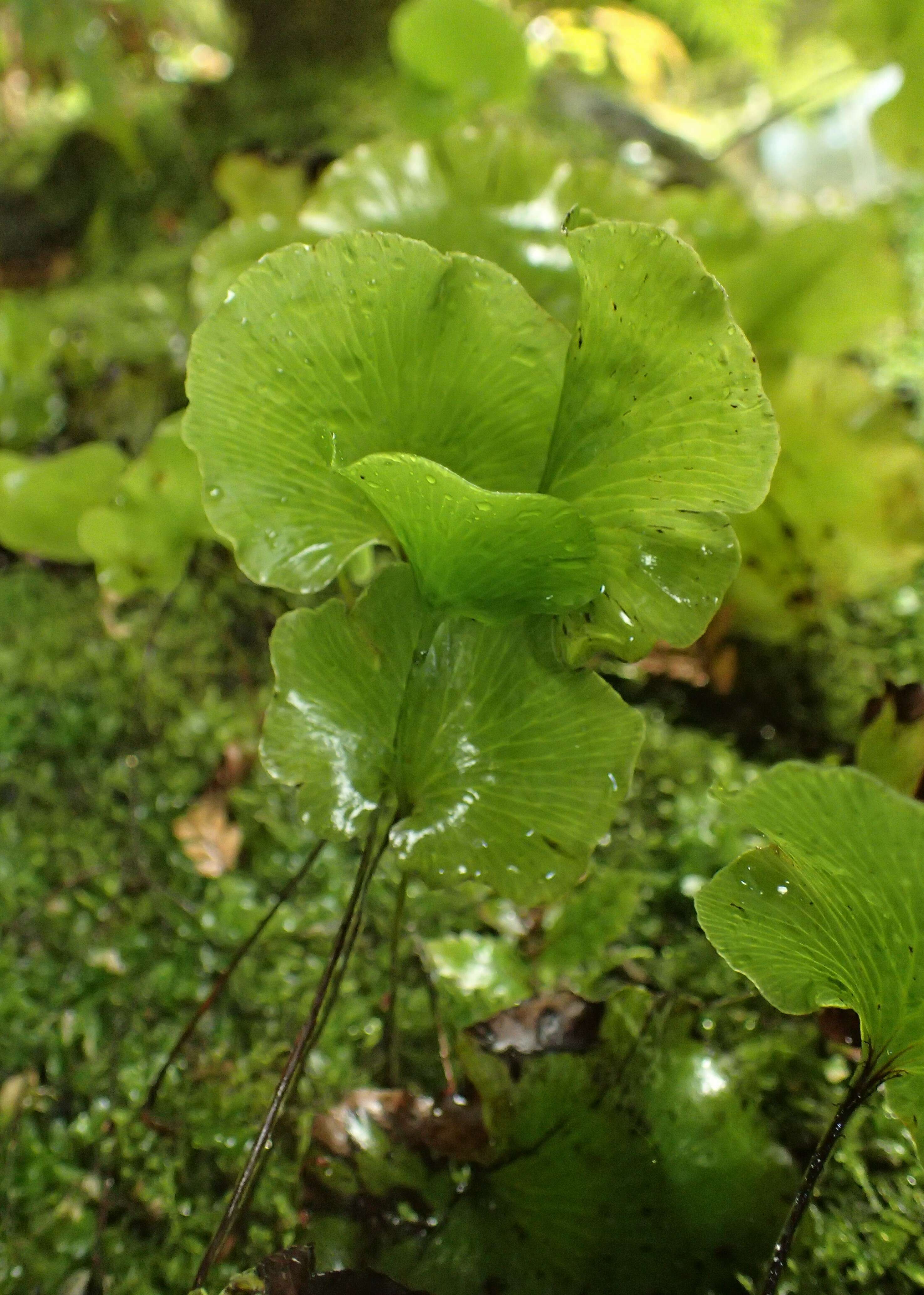 Imagem de Hymenophyllum nephrophyllum Ebihara & K. Iwats.