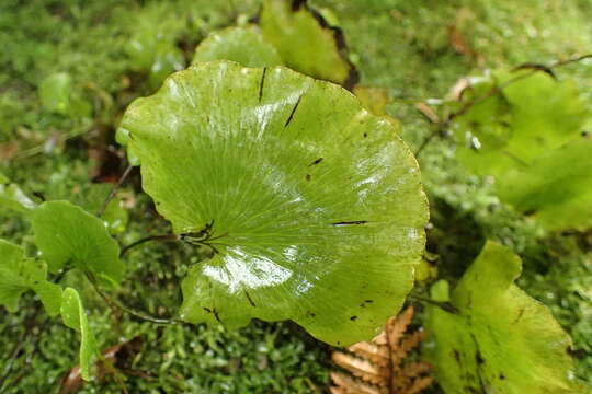 Image of kidney fern