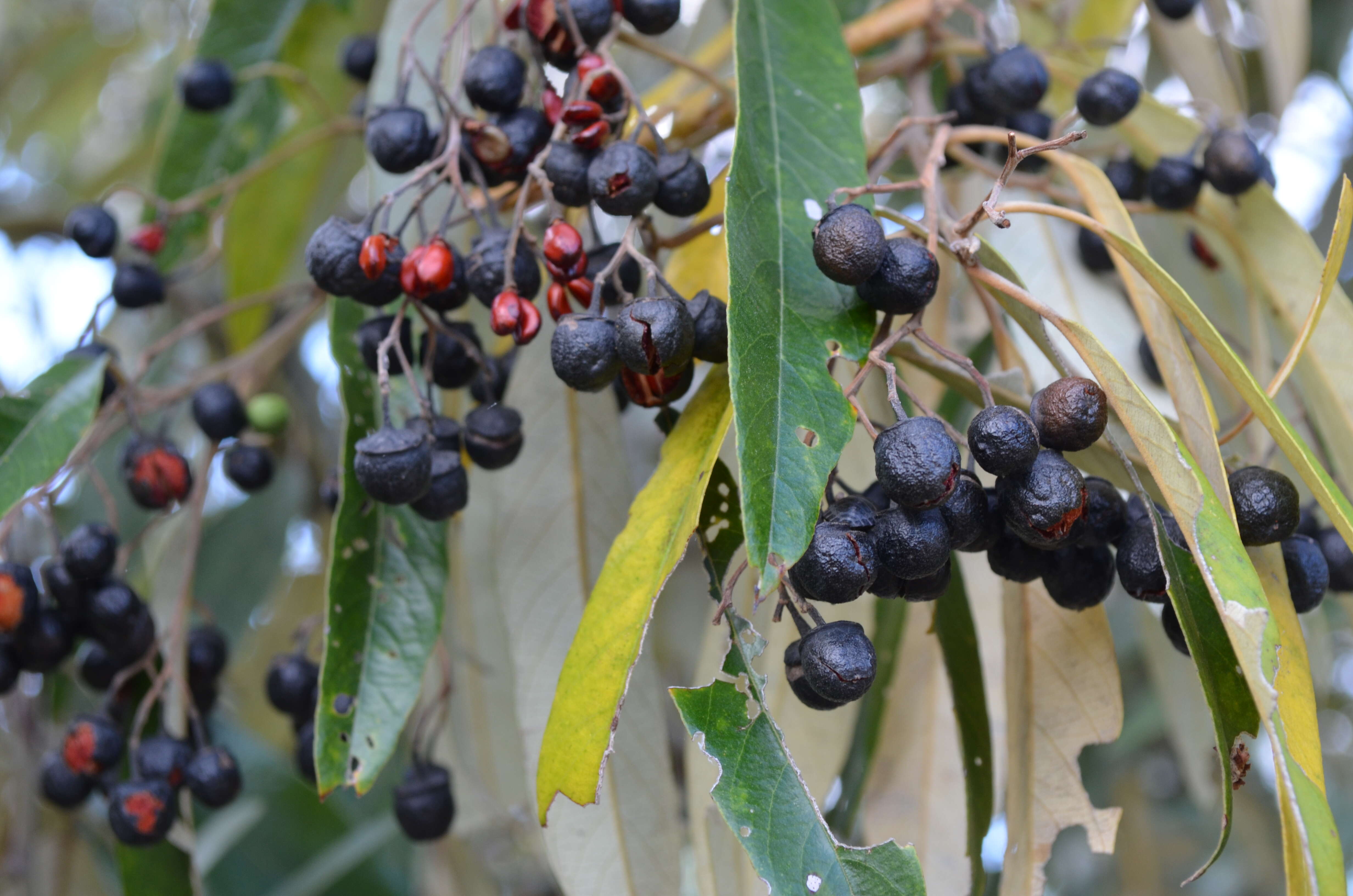 Image de Alphitonia excelsa (Fenzl) Benth.