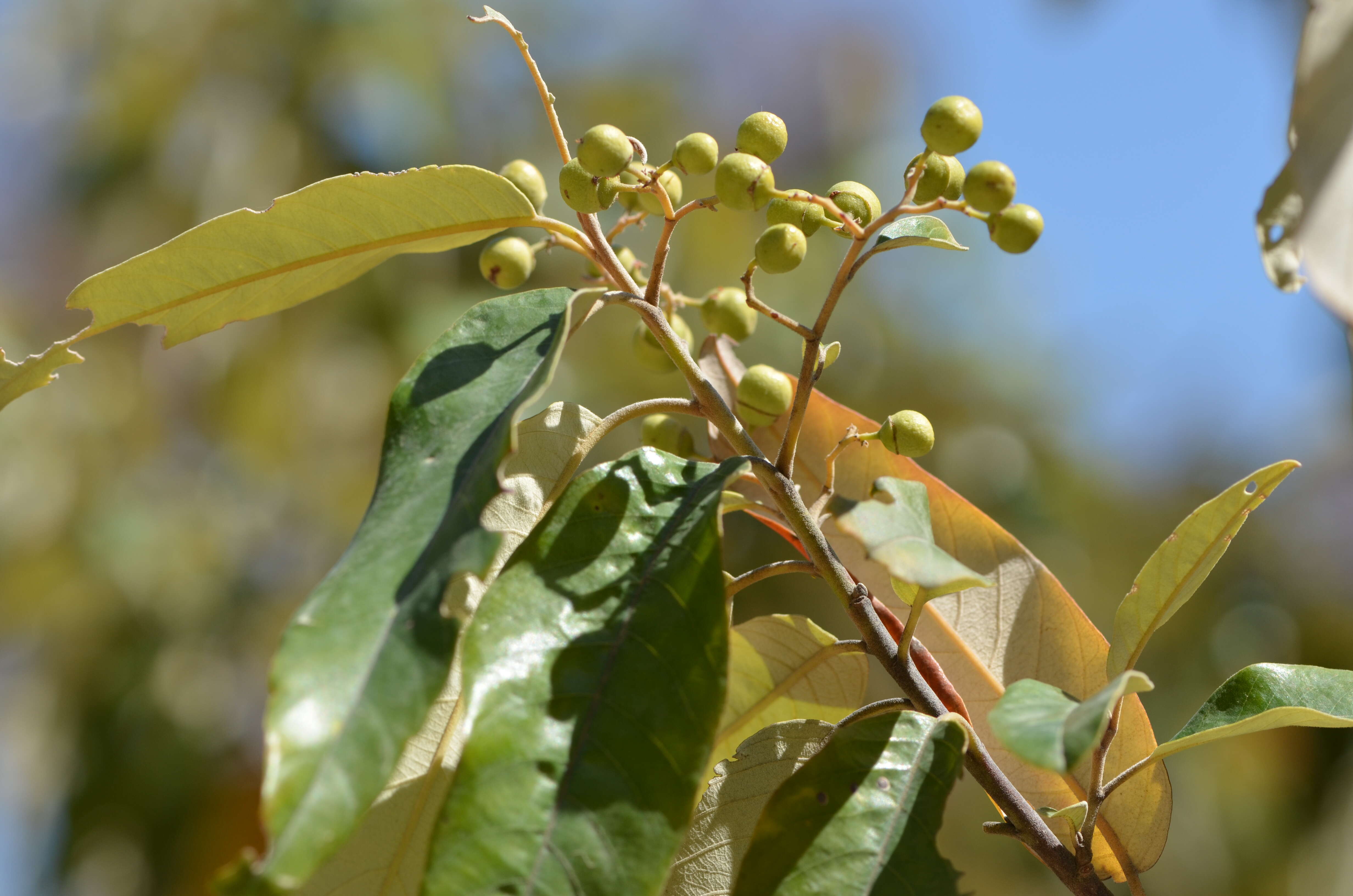 Image de Alphitonia excelsa (Fenzl) Benth.