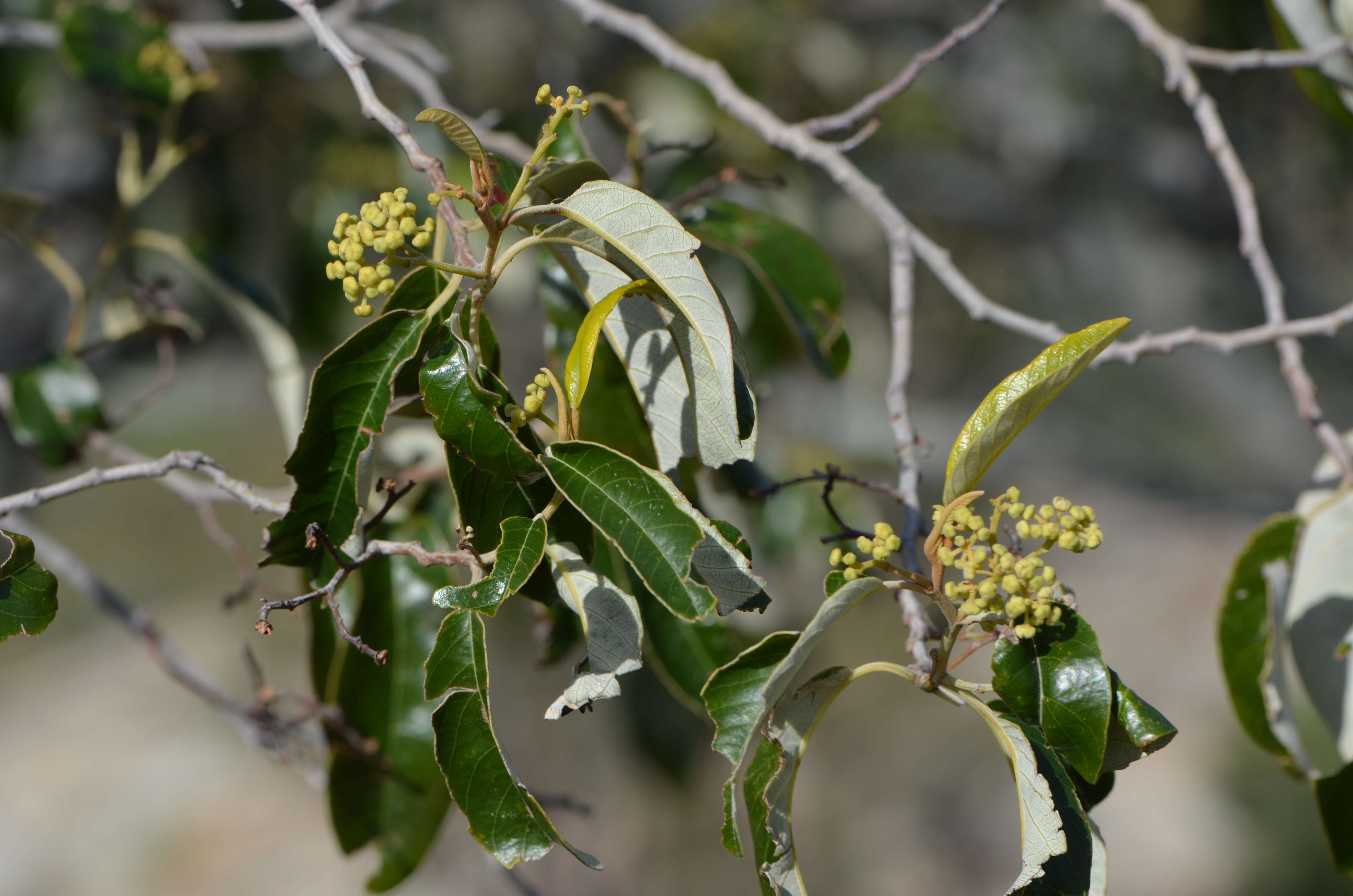 Image de Alphitonia excelsa (Fenzl) Benth.