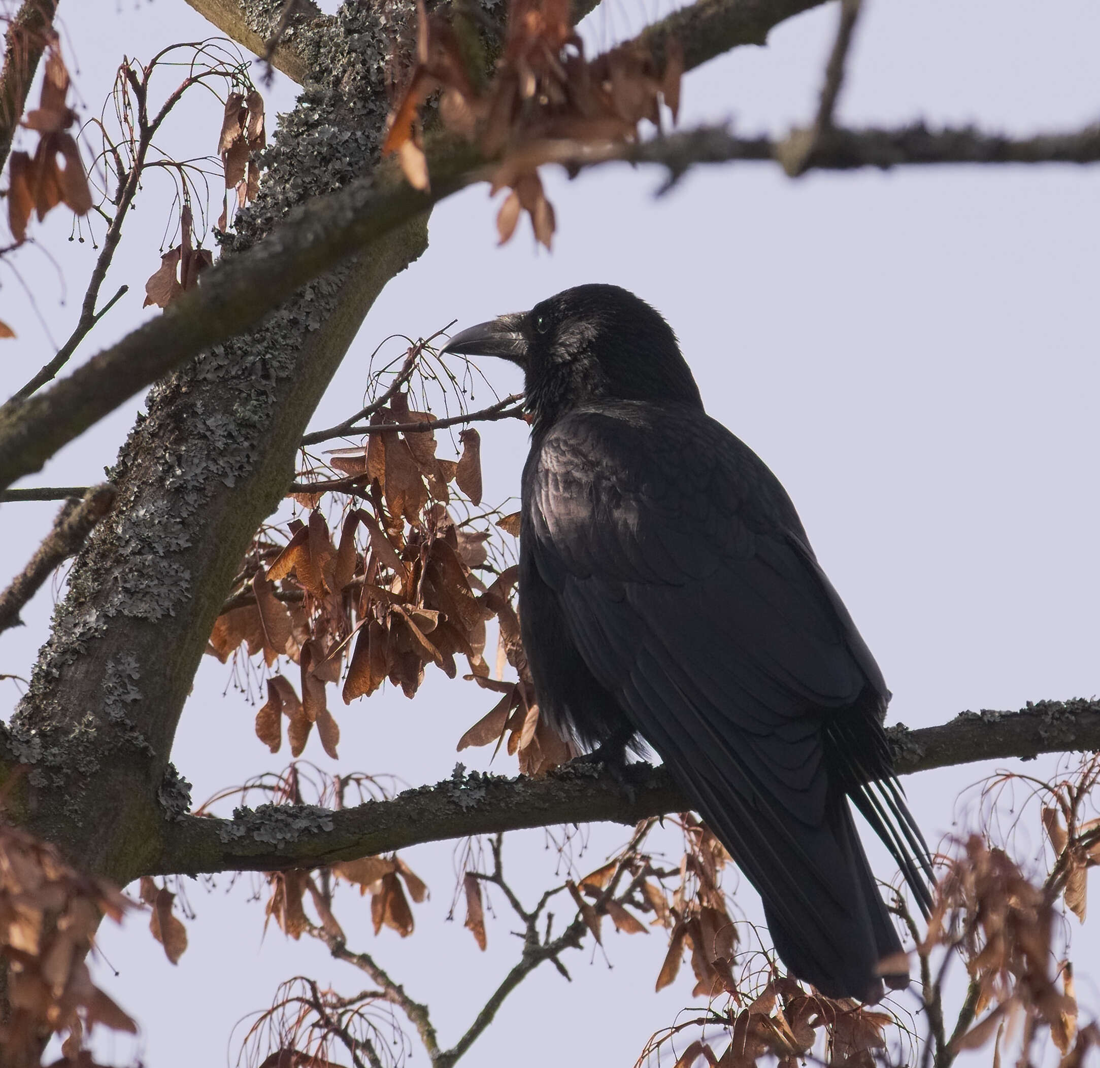 Image of Carrion Crow