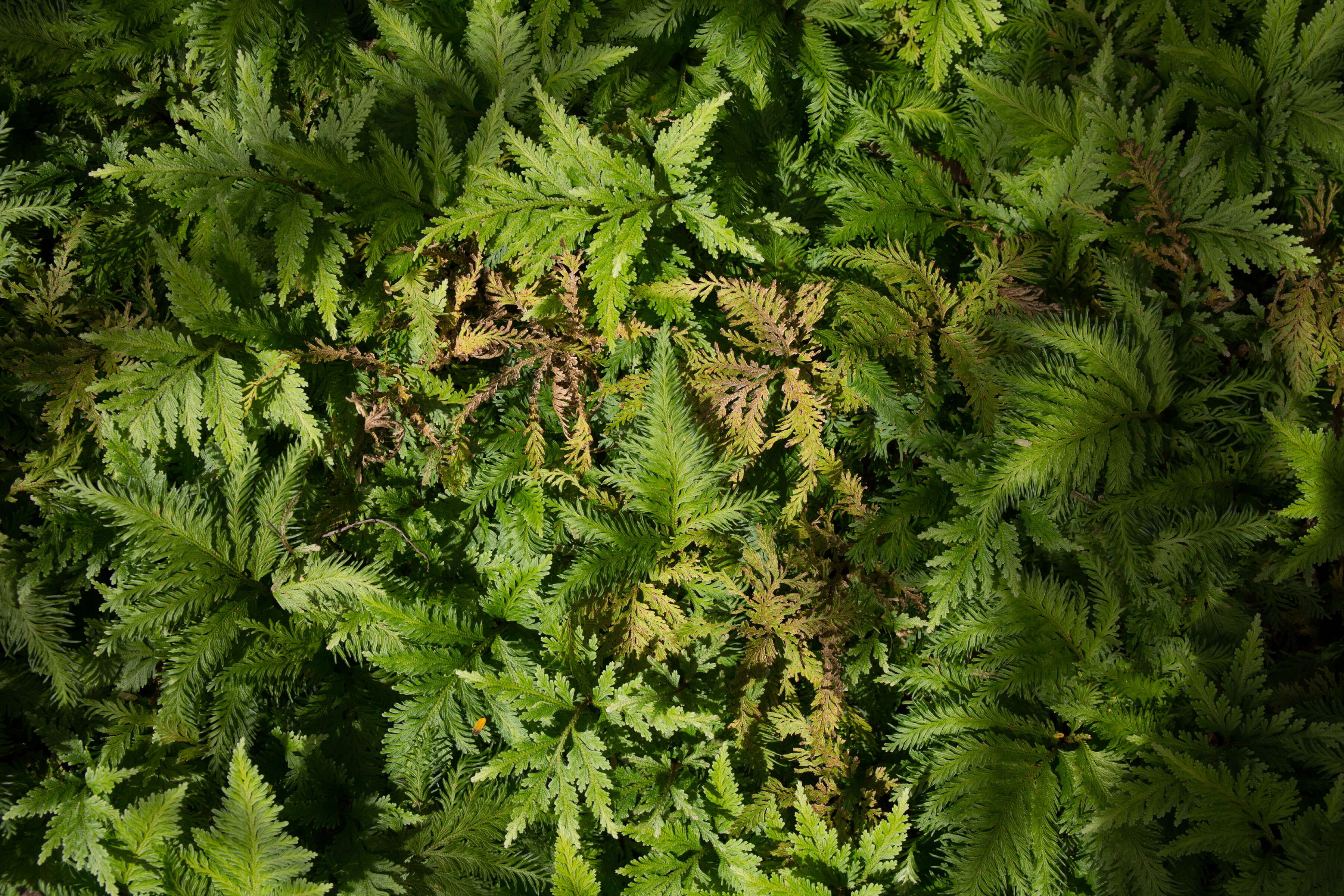 Image of Red Spike-Moss