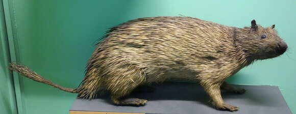 Image of Brush-tailed porcupine