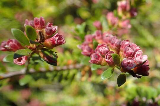 Image of Thryptomene calycina (Lindley) Stapf