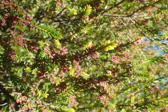 Image of Thryptomene calycina (Lindley) Stapf