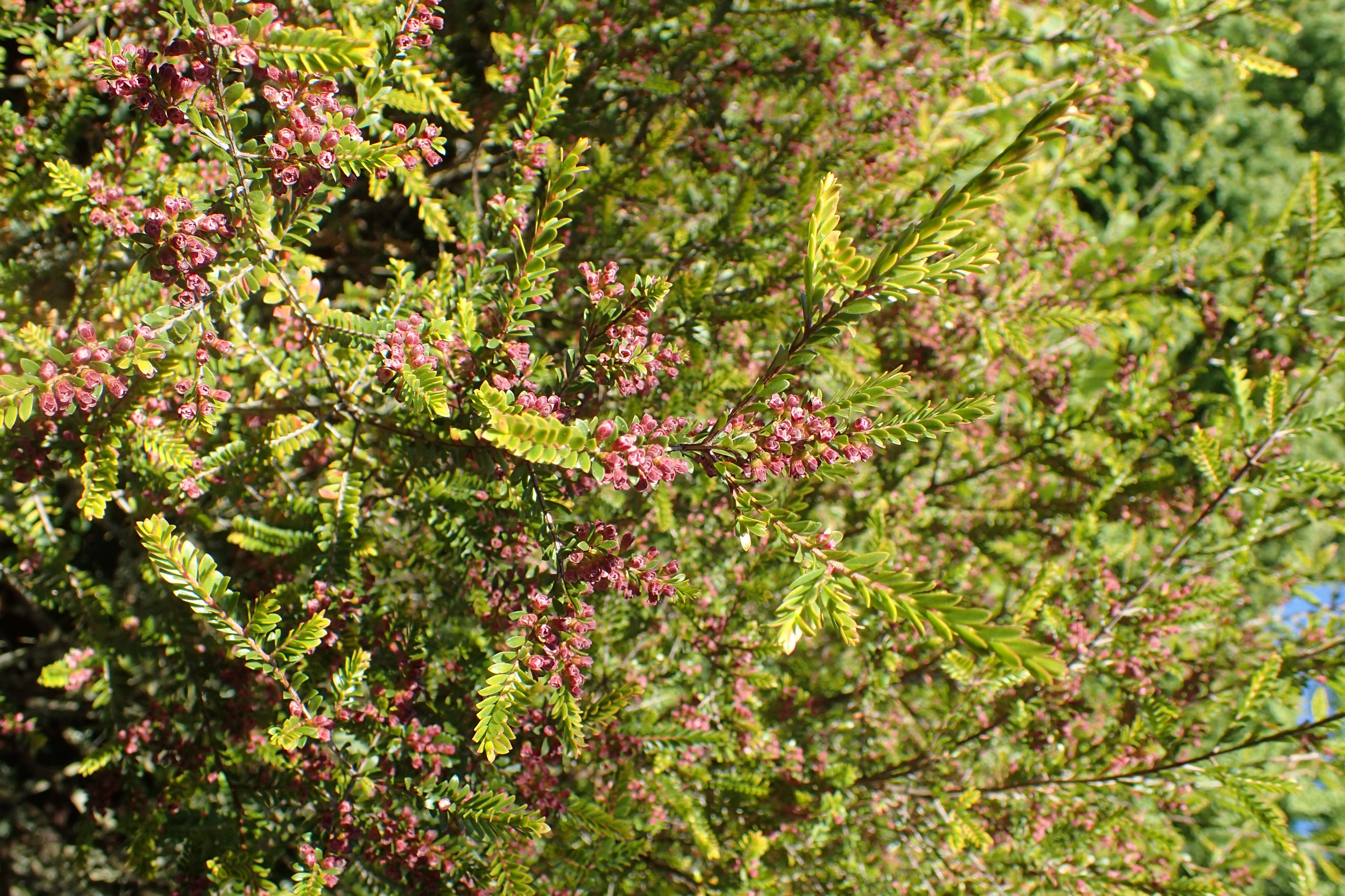 Sivun Thryptomene calycina (Lindley) Stapf kuva