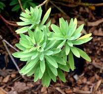 Imagem de Euphorbia glauca G. Forst.