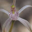 Image of Common spider orchid