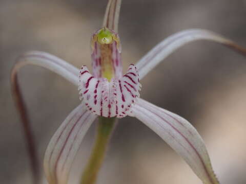 Image of Common spider orchid