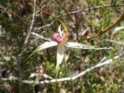 Image of Robust spider orchid