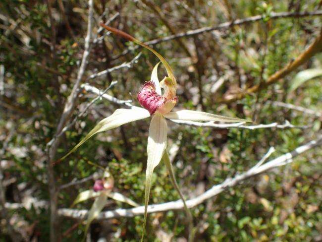 Caladenia valida (Nicholls) M. A. Clem. & D. L. Jones的圖片