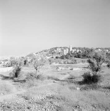 Image of olive tree