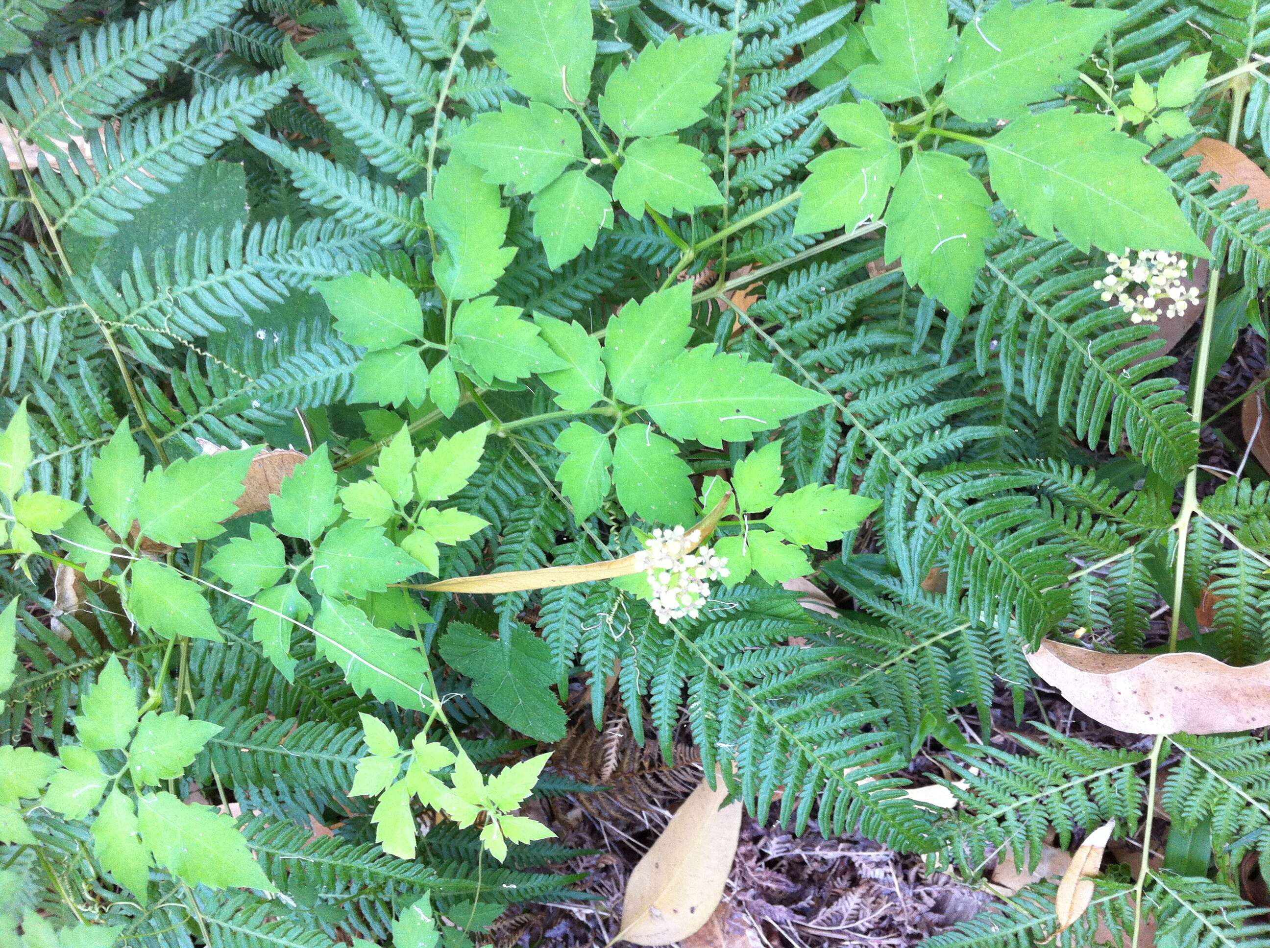 Imagem de Cayratia clematidea (F. Müll.) Domin