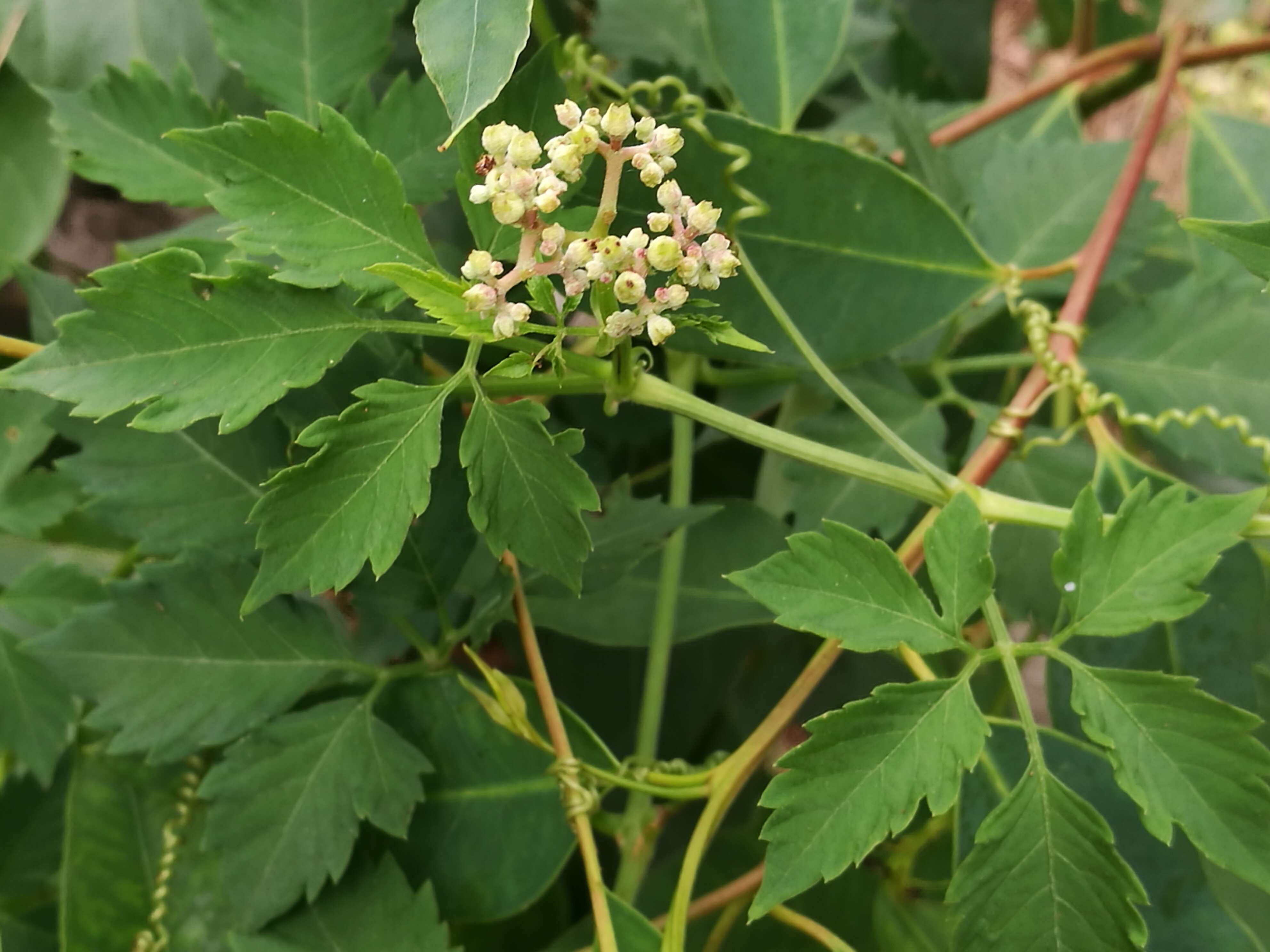 Imagem de Cayratia clematidea (F. Müll.) Domin