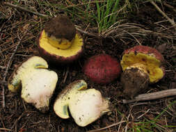 Imagem de Butyriboletus primiregius D. Arora & J. L. Frank 2014